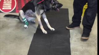 Nina  GSD Myasthenia Gravis Before and After Treatment  ACCESS Specialty Animal Hospitals [upl. by Naji]