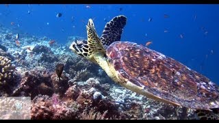 Mushimasmigili Thila or Fish Head  Dive Maldives [upl. by Rizika]