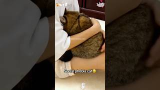 I have a social phobia cat foryou cat funnycats funny funnyanimals funnyvideo pets shorts [upl. by Eyar]