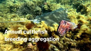 Cuttlefish Breeding Aggregation at Stony Point [upl. by Ardnoed]