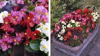 How to Grow Begonia Organdy Summer Garden Guide [upl. by Nelram]