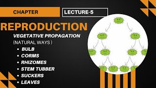 vegetative propagation  bulbcormsrhizomesstemtubersuckersleaves lecture5 biology class10 [upl. by Marlen]