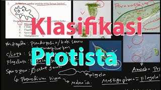 Klasifikasi Protista [upl. by Archy518]