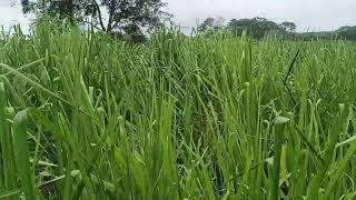 Pradera de Hibridos de Panicum Carcará listo para pastoreo o pacas en Escárcega Campeche [upl. by Nugesulo]