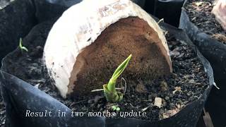 How to germinate Coconut Tree Fast From Seed [upl. by Latsyk]