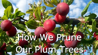 How to Prune Fruit Trees Plums [upl. by Mezoff]