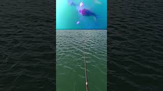 Firsthand footage of catching a big fish fishingisacontactsport fishingadventures fishingtours [upl. by Ibbor]