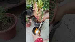 croton plant care ☘️gardening gardeningvideos garden [upl. by Imelida532]