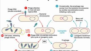 AP Biology Chapter 43 Immune System Part 1 [upl. by Krawczyk380]