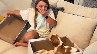 New Puppy Surprise Compilation 2023  Wholesome Surprise Moments [upl. by Slerahc]