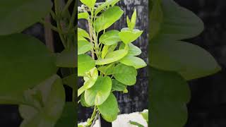 WaoBeautiful Allamanda Flower viralvideo shorts houseplants musicflowers rooftop garden [upl. by Halil355]