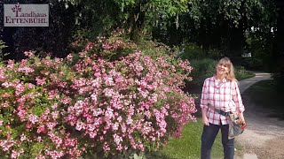 Lieblingsrosen  Hochblüte zum Greifen nah [upl. by Grekin552]