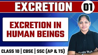 EXCRETION  01  Excretion In Human Beings  Biology  Class 10CBSESSC AP amp TS [upl. by Modla]