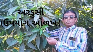 અરડુસી  Ardusi in gujarati  ઉઘરસ માટેનો અક્સીર ઈલાજ  Ardusi plant [upl. by Pallaten]