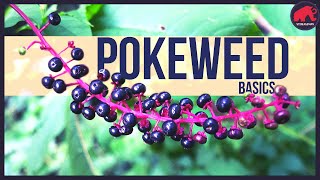 Pokeweed Only eat this if [upl. by Roybn]