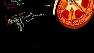 The Kidney and Nephron in Bangla [upl. by Joly]