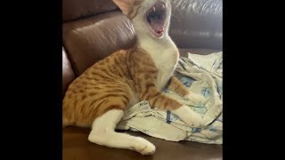 Yawning Cat  Disturbed by Music  Best Planning [upl. by Falzetta]