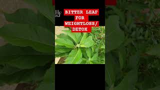 Bitter Leaf for Weight Loss amp Detox  Natural Remediesquot BitterLeaf WeightLoss Detox [upl. by Ettennej111]