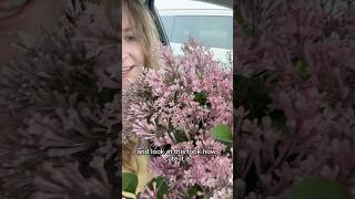 Planting a Bloomerang Purpink lilac in the spring 🎉 Part 3 of 3 spring gardening flowers [upl. by Osric]