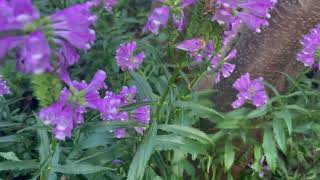 Physostegia virginiana Vivid [upl. by Dulcie577]