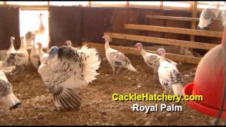 Royal Palm Turkey Breed Breeder Flock  Cackle Hatchery [upl. by Khorma]