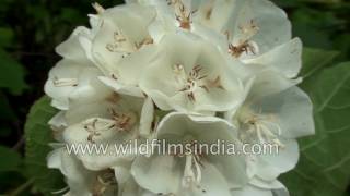 Flowering Plant Dombeya Tiliacea [upl. by Ahsiena]