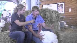 2013 Ohio State Fair Jr Reserve Grand Champion Turkey [upl. by Geiss]