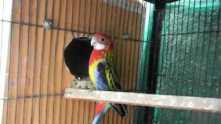 3N Birds My Golden Mantle Rosella Breeding Pair [upl. by Crystie]