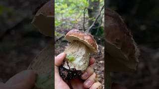 PORCINI SETTEMBRINI 😍porcini boletus funghi funghiporcini boletusedulis fungo porcino [upl. by Osy628]