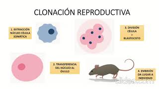 143 TRANSFERENCIA NUCLEAR Alba Martín Simón [upl. by Lienhard]