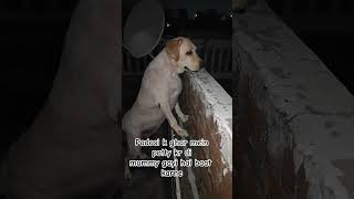 Mere se galti ho gaya dog doglover jio labrador dogmom funnyvideo youtube shorts [upl. by Marguerite117]