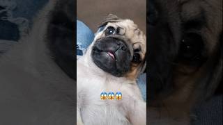 ⚠️Beware of this terrifying creature dog pug cute funny fyp shorts [upl. by Ativak]