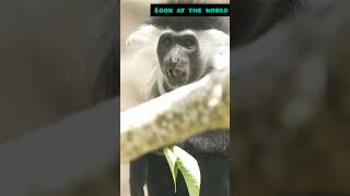 Mysteries of the Forest The BlackandWhite Colobus [upl. by Slrahc27]