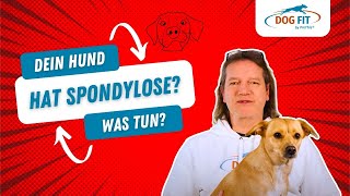 Spondylose beim Hund » Ursachen amp Behandlung erklärt von DOG FIT by PreThis® [upl. by Andri]