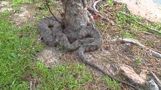 Water Moccasin Chillin Out At Lake Woodlands [upl. by Tavis]