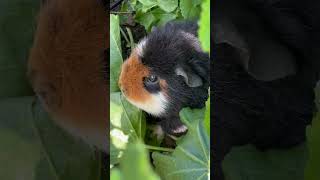 Guinea pigs eating a big bush in my backyard [upl. by Pennington]