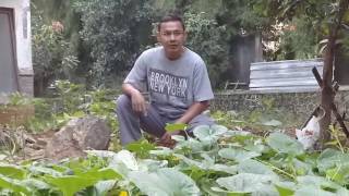 Agathis farm budidaya timun suri [upl. by Annahc789]