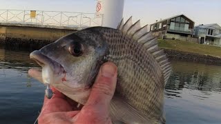 Bream Fishing Soft Plastics PORT MACQUARIE NSW [upl. by Ecnadnak]