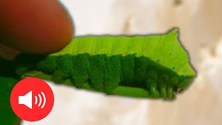 A Caterpillar That Screams It SQUEAKS Rhodinia fugax  Squeaking silkmoth [upl. by Eivlys496]