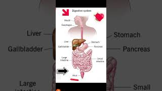 Digestive system of human trick ❤️👍💖 bollywood [upl. by Ralyat]