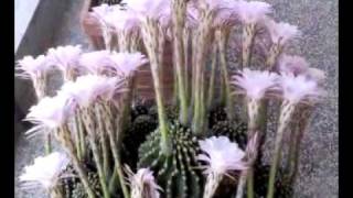 ECHINOPSIS IN FIORE [upl. by Eeresid]