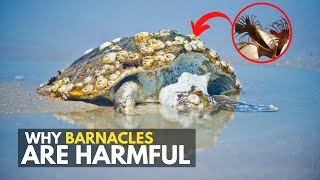 Why are Barnacles harmful to turtles [upl. by Sanchez465]