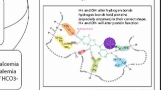 pH Acid Homeostasis Part 1 [upl. by Cedell]