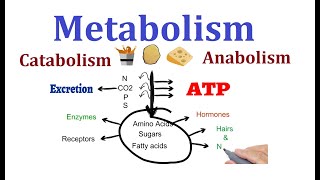 Concept of Metabolism Catabolism and anabolism [upl. by Anaitit]