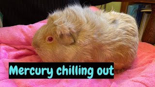 Relax with Mercury our Guinea Pig  Bucks Guinea Pig Talks [upl. by Forelli]