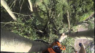 TH Tree Services Pollarding Large Poplar Trees In Essex [upl. by Ahsinroc802]