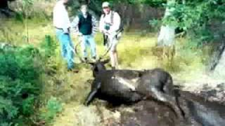 Dead Elk found in Idaho Mudhole  weird but true [upl. by Mount]