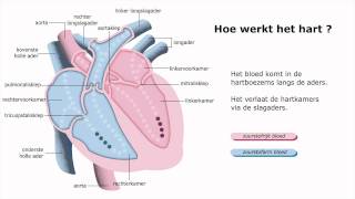 Hoe werkt het hart [upl. by Dnumde]