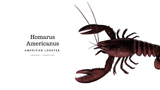 Homarus Americanus — Dissection [upl. by Benis]