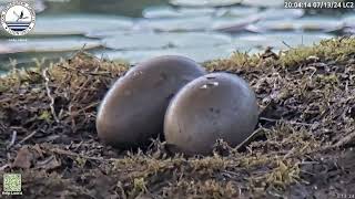 LPC Loon Cam 2  WE HAVE A PIP Hatch In Progress 🐣 😊 71324 [upl. by Jessalin569]